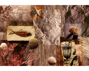 Fototapete mit prähistorischen Fossilien und Muscheln, die alte Meeresbewohner zeigen.