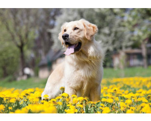 Fototapete von einem Golden Retriever Hund, mit einem freundlichen und verspielten Blick.