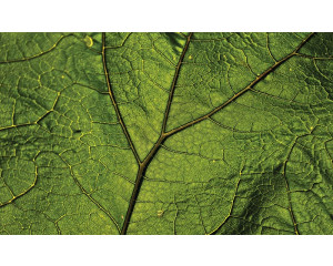 Grüne Blatt-Fototapete mit natürlichen Akzenten für eine frische Atmosphäre.