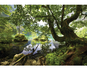 Grüne Waldlandschaft, gerendert auf einer Fototapete mit Bäumen und einem beruhigenden Blick.