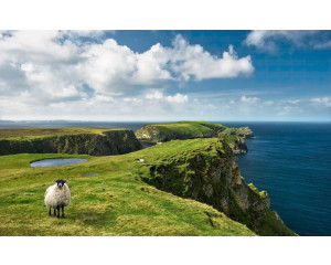Grüne Irland Schafe Landschaft Fototapete, mit einer beruhigenden Wiese.