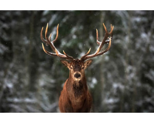 Fototapete eines großen Hirsches mit beeindruckendem Geweih, der in einem von Bäumen umgebenen Wald steht.