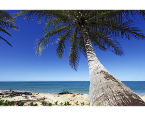 Fototapete mit einer großen Palme, die sich über das Meer beugt, mit einer tropischen Strandkulisse im Hintergrund.
