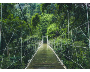 Fototapete mit einer Hängebrücke, die sich durch dichten Dschungel und Regenwald schlängelt, umgeben von üppiger Natur.