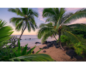 Eine tropische Szene mit Palmen, Strand und Meer, perfekt gerendert in der hawaiianischen Träume Fototapete für eine entspannte Atmosphäre.