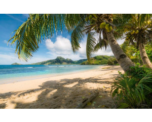 Palmen und ein klares blaues Meer erwecken den tropischen Strand zum Leben in dieser Fototapete des Himmels auf Erden.