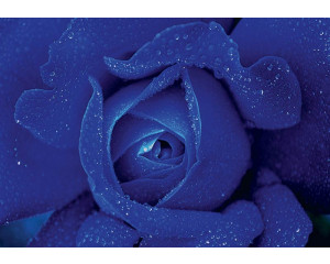Himmelblaue Rose auf Fototapete, weich und anspruchsvoll.