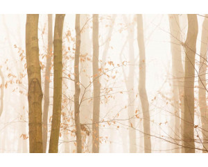 Fototapete eines Herbstwaldes im Nebel, wo die Bäume ihre bunten Blätter zeigen und der Nebel den Wald bedeckt.