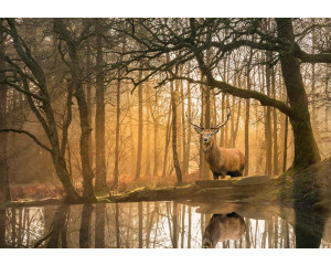 Fototapete Hirsche am Waldrand mit einem Hirsch in einem idyllischen Wald mit ruhigem See im Vordergrund.