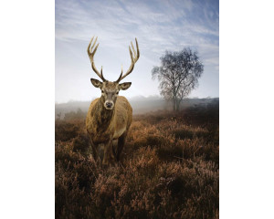 Fototapete eines Rehs in einer nebligen Wiese, Natur und Landschaft.