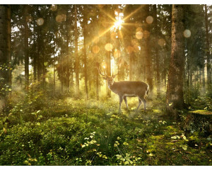 Fototapete eines Rehs, das zwischen den Bäumen in einem sonnigen Wald steht, mit Lichtstrahlen, die durch das Laub fallen.
