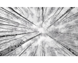 Hohe Bäume in einer Waldlandschaft, perfekt für eine beruhigende Atmosphäre.