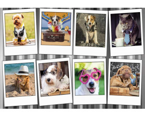 Fototapete mit einer Collage von Hunden und Katzen aus der Tollwut-Kollektion.
