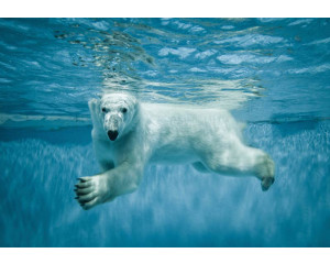 Fototapete mit einem Eisbären unter Wasser, natürliche arktische Landschaft.