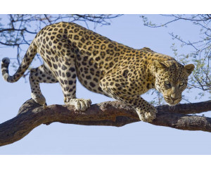 Fototapete eines Jaguars, Leoparden und Geparden, detailliert in Naturtönen.