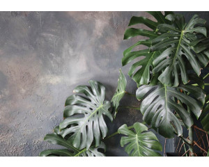 Dschungelblätter vor einer Betonwand auf dieser Fototapete, mit einer Mischung aus botanischen und industriellen Elementen.