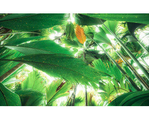 Dschungel Dach tropische Blätter Fototapete, mit üppigen grünen Laub.