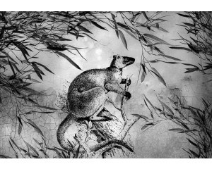 Schwarz-Weiß-Bild eines Kängurus auf Fototapete, perfekt für ein minimalistisches und elegantes Interieur.