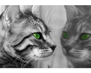 Fototapete einer Katze, die sich selbst vor einem Spiegel betrachtet, mit einem verspielten und neugierigen Blick.