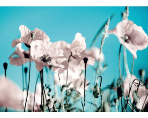 Fototapete Mohnblumen