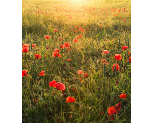 Mohnlandschaft Fototapete mit leuchtend bunten Mohnblumen in der Abendsonne.