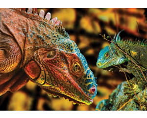 Komodowaran in einer Zooumgebung auf realistischer Tierfototapete.