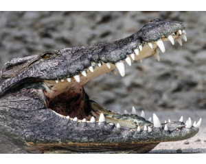 Fototapete von einem Krokodil, Tierwelt und Natur.