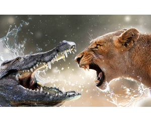 Fototapete mit einem Krokodil und einer Löwin, natürlich und kraftvoll.