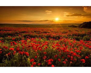 Fototapete einer Landschaft mit Mohnblumen, die ein leuchtendes Blumenfeld bei einem schönen Sonnenuntergang zeigt.