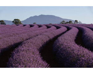 Lavendelfelder in den Bergen, wo duftende Blumen die Hänge bedecken, gerendert auf Fototapete.
