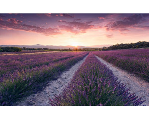 Lavendelblüten lila Feld Natur Fototapete, mit weiten Lavendelfeldern.