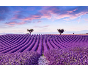 Fototapete eines blühenden Lavendelfeldes, umgeben von einer weiten Blumenlandschaft.