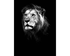 Löwe in einem vertikalen Schwarz-Weiß-Design, mit starken Kontrasten, die die Stärke des Tieres auf dieser Fototapete hervorheben.