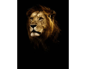Vertikale Fototapete eines Löwen mit schwarzem Hintergrund, die seine imposante Präsenz hervorhebt.