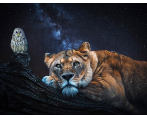 Löwin, Eule und Löwe kombiniert auf einer tierischen Fototapete, mit starken Details und reichen Texturen.