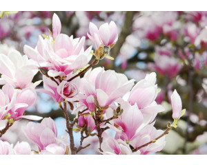 Fototapete von Frühlingsblumen und Apfelblüte, frisch und natürlich.