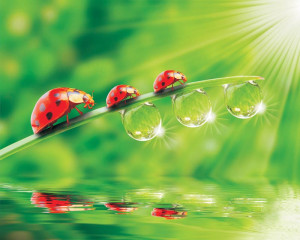 Fototapete mit Dschungeltieren für Kinderzimmer, bunt und abenteuerlich.