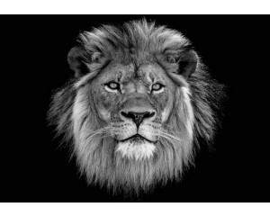 Nahaufnahme eines mächtigen Löwen in seinem natürlichen Lebensraum, Fototapete, die Stärke und majestätische Natur symbolisiert.