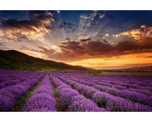 Magisches Lavendelfeld in einer Landschaft bei Sonnenuntergang, attraktiv dargestellt auf einer detaillierten Fototapete.