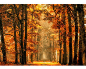 Eine Fototapete mit einem magischen Weg durch den Herbstwald.