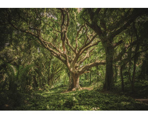 Fototapete eines magischen Baumes in einem Wald, mit einer märchenhaften Atmosphäre.