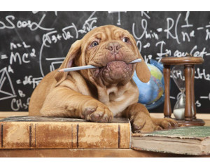 Fototapete mit einem Meisterhund aus der Tollwut-Sammlung, Lehrer vor einer Klasse voller Kinder.