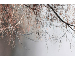 Fotobehang luxe marmer met goud, close-up van witte marmerstructuur met glanzende goudaderen.