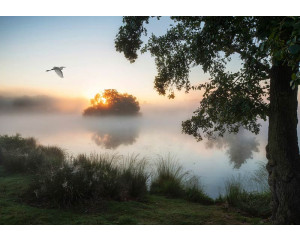 Fototapete mit Nebel über einem See, die eine beruhigende und heitere Landschaft mit Bäumen und Wasser zeigt.