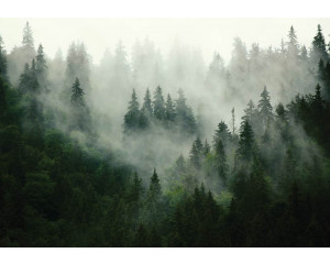Nebliger Wald und Bäume in einer ruhigen Landschaft auf Fototapete.