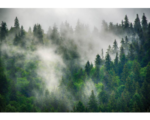 Ein nebliger Bergwald mit Kiefern, die in dichtem Nebel stehen, eingefangen auf dieser ruhigen Vliestapete.