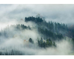 Fototapete mit einem nebligen Kiefernwald, in dem die Bäume im Nebel verschwinden und eine geheimnisvolle Atmosphäre schaffen.