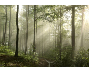 Fototapete mit einem nebligen Wald, in dem Sonnenstrahlen durch die Bäume fallen.