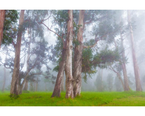 Fototapete einer nebligen Waldlandschaft mit dichten Bäumen und einem über der Natur hängenden Nebel.