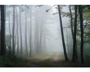 Fotobehang met een rustig bospad omgeven door hoge bomen en ochtendmist die tussen de stammen zweeft.